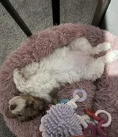 Lucy, a female Bernedoodle for sale in Colfax, NC – Photo 4 of 4