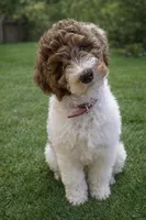 Lucy, a female Bernedoodle for sale in Colfax, NC – Photo 2 of 4