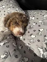 Lucy, a female Bernedoodle for sale in Colfax, NC – Photo 3 of 4