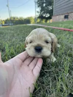 Arthur , a male Cocker Spaniel for sale in Lake, MS – 3 of 6