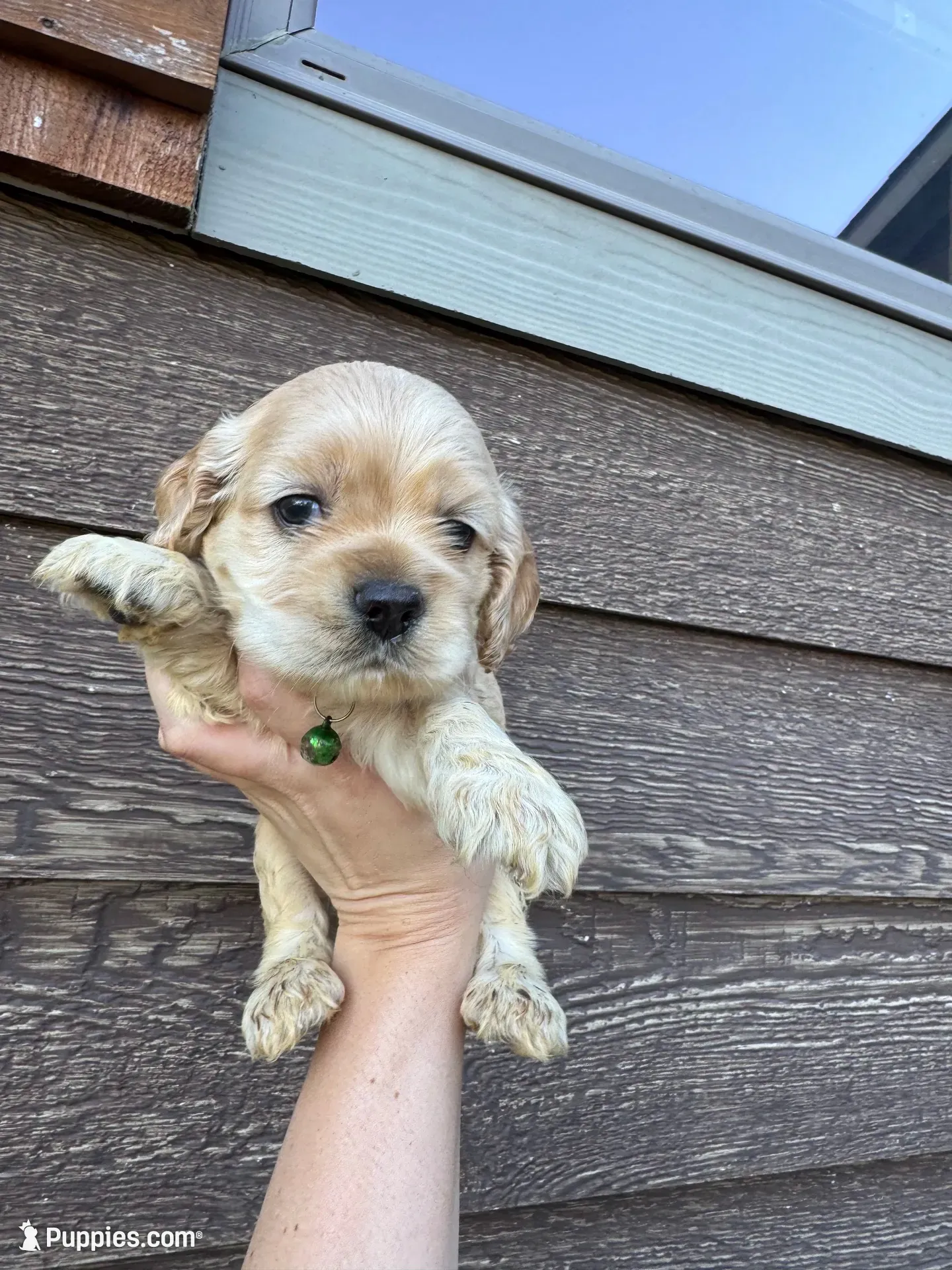 Ollie , a male Cocker Spaniel for sale in Lake, MS – 2 of 5