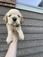Arthur , a male Cocker Spaniel for sale in Lake, MS – 1 of 6