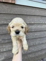 Arthur , a male Cocker Spaniel for sale in Lake, MS – 2 of 6