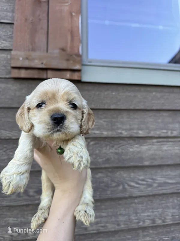 Ollie  – Cocker Spaniel puppy for sale in Lake, MS