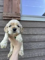 Ollie , a male Cocker Spaniel for sale in Lake, MS – 1 of 5