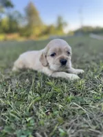 Ollie , a male Cocker Spaniel for sale in Lake, MS – 4 of 5