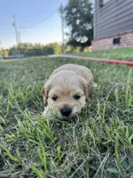 Arthur , a male Cocker Spaniel for sale in Lake, MS – 5 of 6