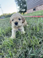 Arthur , a male Cocker Spaniel for sale in Lake, MS – 4 of 6