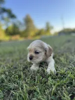Ollie , a male Cocker Spaniel for sale in Lake, MS – 5 of 5