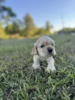 Ollie , a male Cocker Spaniel for sale in Lake, MS – 3 of 5