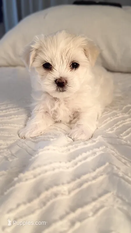 Milo – Maltese puppy for sale in Tampa, FL