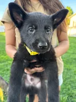 Will, a male German Shepherd Dog for sale in Worden, IL – Photo 2 of 4