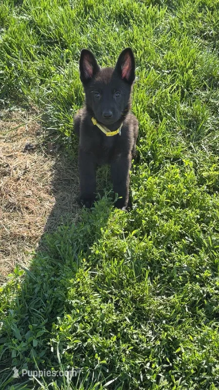 Will – German Shepherd Dog puppy for sale in Worden, IL