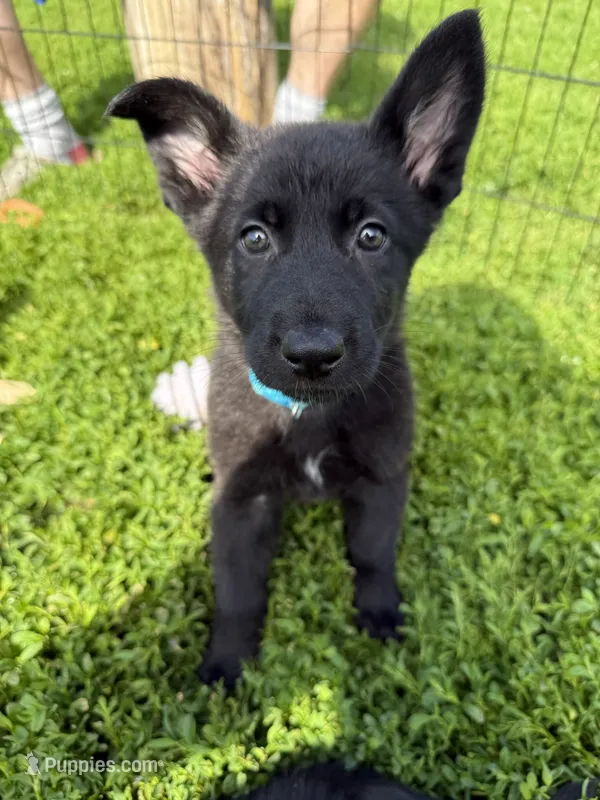 Mike – German Shepherd Dog puppy for sale in Worden, IL