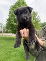 Mike, a male German Shepherd Dog for sale in Worden, IL – Photo 3 of 4