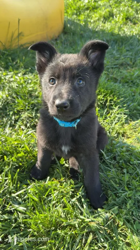 Mike – German Shepherd Dog puppy for sale in Worden, IL