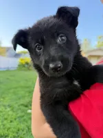 Mike, a male German Shepherd Dog for sale in Worden, IL – Photo 2 of 4