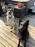 Steve, a male German Shepherd Dog for sale in Worden, IL – Photo 4 of 4