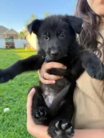 Steve, a male German Shepherd Dog for sale in Worden, IL – Photo 2 of 4