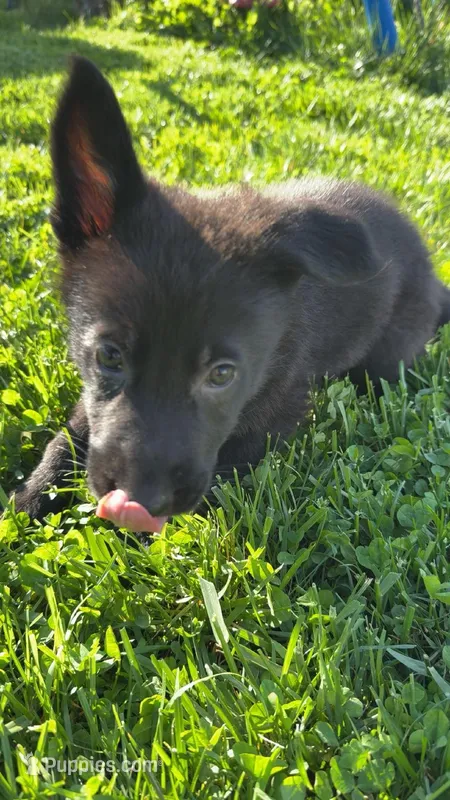 Steve, a male German Shepherd Dog for sale in Worden, IL – Photo 1 of 4
