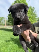 Steve, a male German Shepherd Dog for sale in Worden, IL – Photo 3 of 4