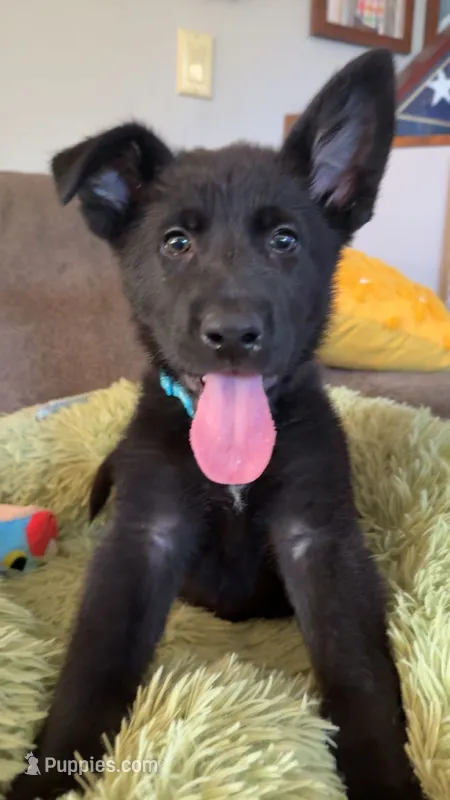 Mike – German Shepherd Dog puppy for sale in Worden, IL