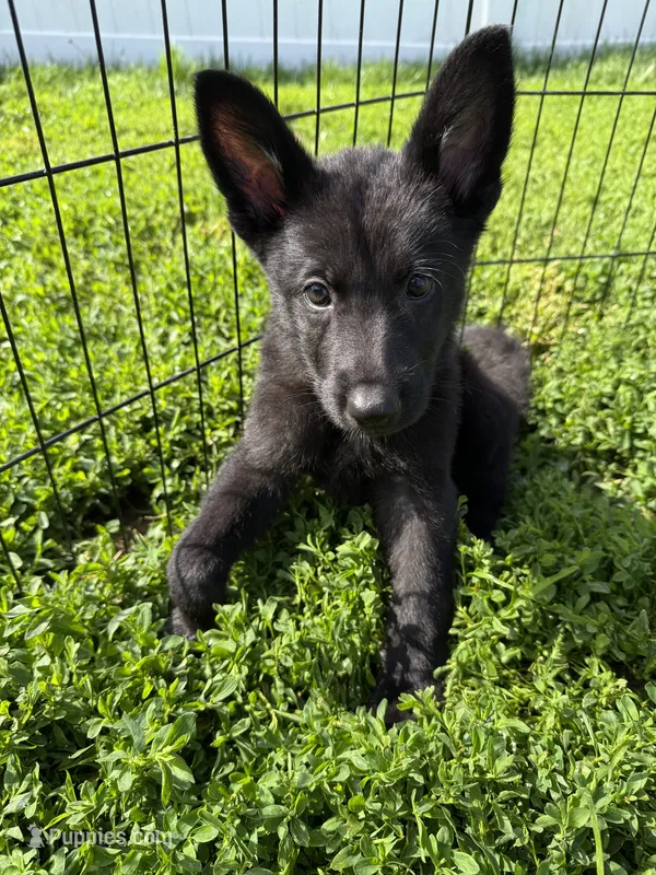 Will – German Shepherd Dog puppy for sale in Worden, IL