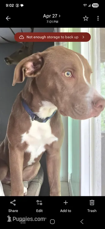 Bowser – American Pit Bull Terrier puppy for sale in Leasburg, MO