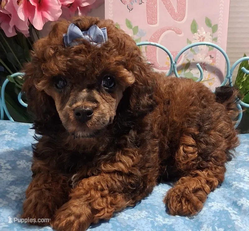 Sable – Poodle - Toy  puppy for sale in Willard, NC