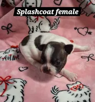 Spotty girl, a female Boston Terrier for sale in Willard, NC – 2 of 2