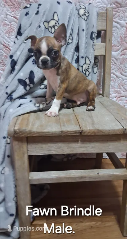 Fawn brindle boy – Boston Terrier puppy for sale in Willard, NC