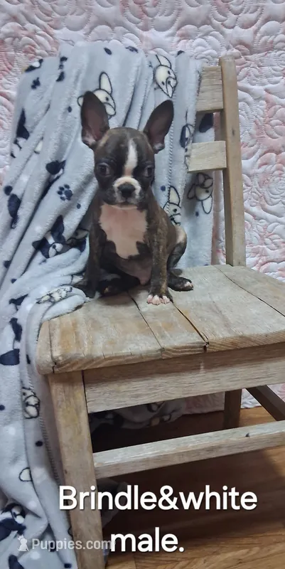 Dark brindle boy – Boston Terrier puppy for sale in Willard, NC