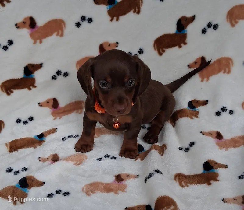 Orange – Miniature Dachshund puppy for sale in Willard, NC