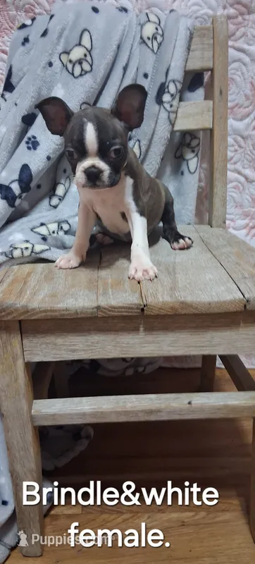 Brindle girl – Boston Terrier puppy for sale in Willard, NC
