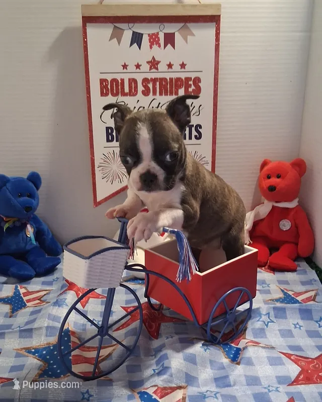 Brindle girl – Boston Terrier puppy for sale in Willard, NC