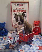 Brindle girl, a female Boston Terrier for sale in Willard, NC – 1 of 1