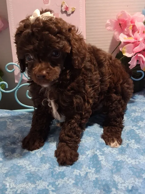 Choco – Poodle - Toy  puppy for sale in Willard, NC