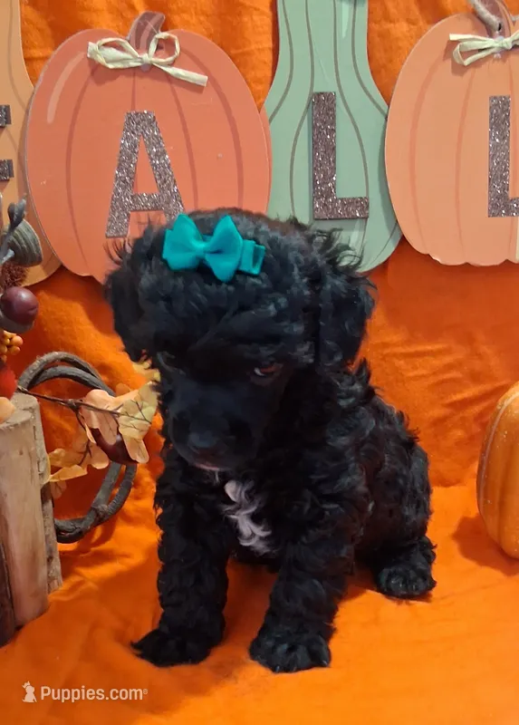 Blackie – Poodle - Toy  puppy for sale in Willard, NC