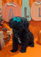 Blackie, a male Poodle - Toy  for sale in Willard, NC – 1 of 3