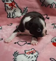 Seal boy, a male Boston Terrier for sale in Willard, NC – 2 of 2