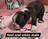 Seal boy, a male Boston Terrier for sale in Willard, NC – 1 of 2