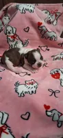 Brindle splashcoat, a male Boston Terrier for sale in Willard, NC – 2 of 2