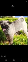 Peggy girl, a female Pug for sale in Willard, NC – 2 of 3