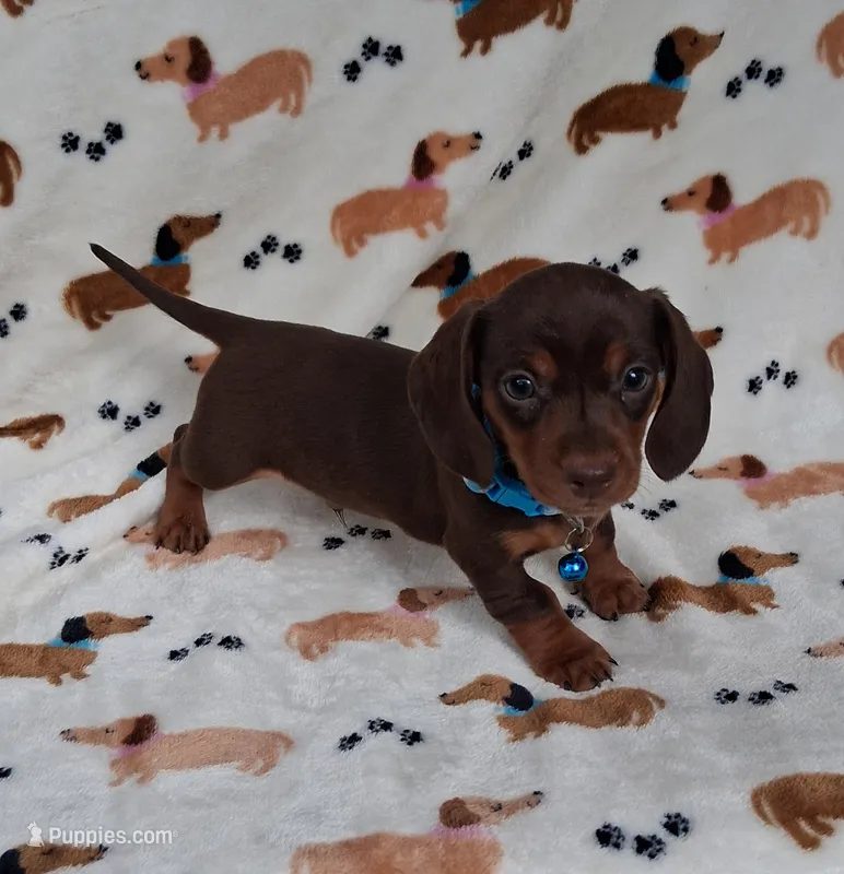 Blue collar – Miniature Dachshund puppy for sale in Willard, NC