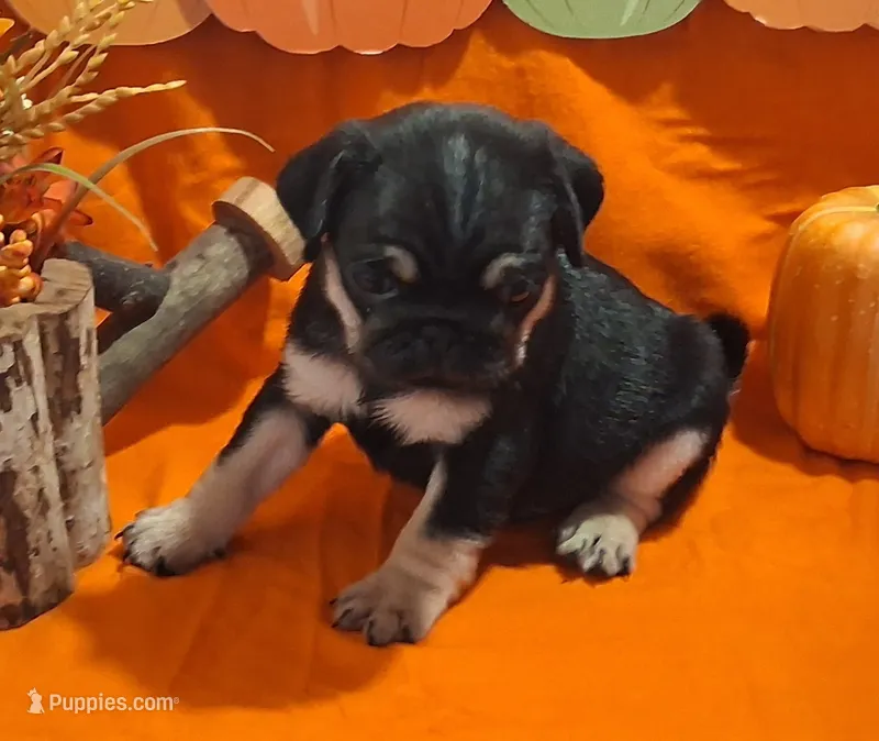 Peggy girl – Pug puppy for sale in Willard, NC