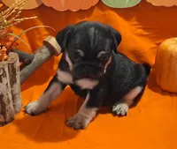 Peggy girl, a female Pug for sale in Willard, NC – 1 of 3