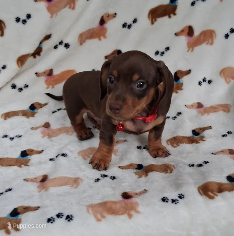 Red collar – Miniature Dachshund puppy for sale in Willard, NC