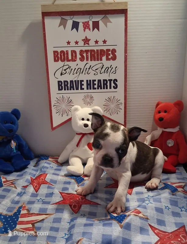 Brindle splashcoat girl – Boston Terrier puppy for sale in Willard, NC
