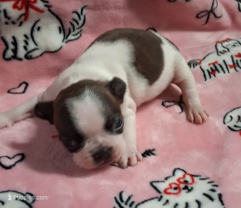 Brindle splashcoat – Boston Terrier puppy for sale in Willard, NC