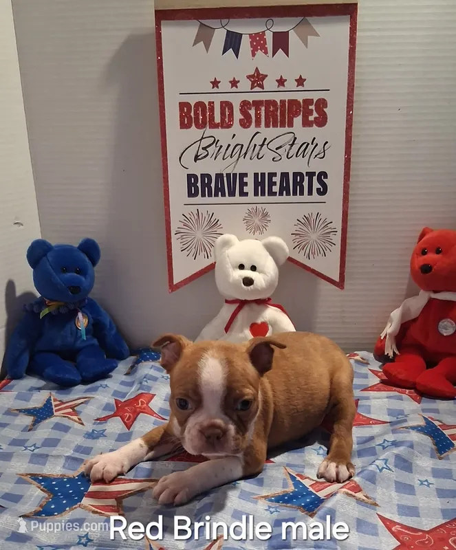 Red brindle boy – Boston Terrier puppy for sale in Willard, NC